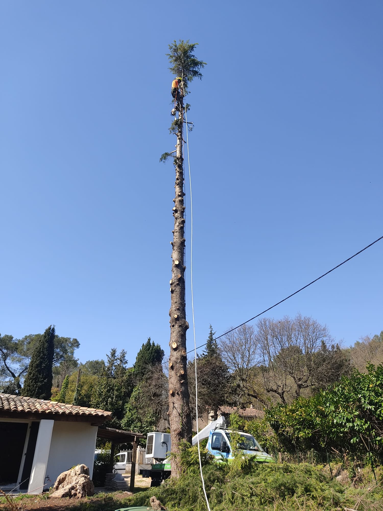 Abattage d'arbre en cours