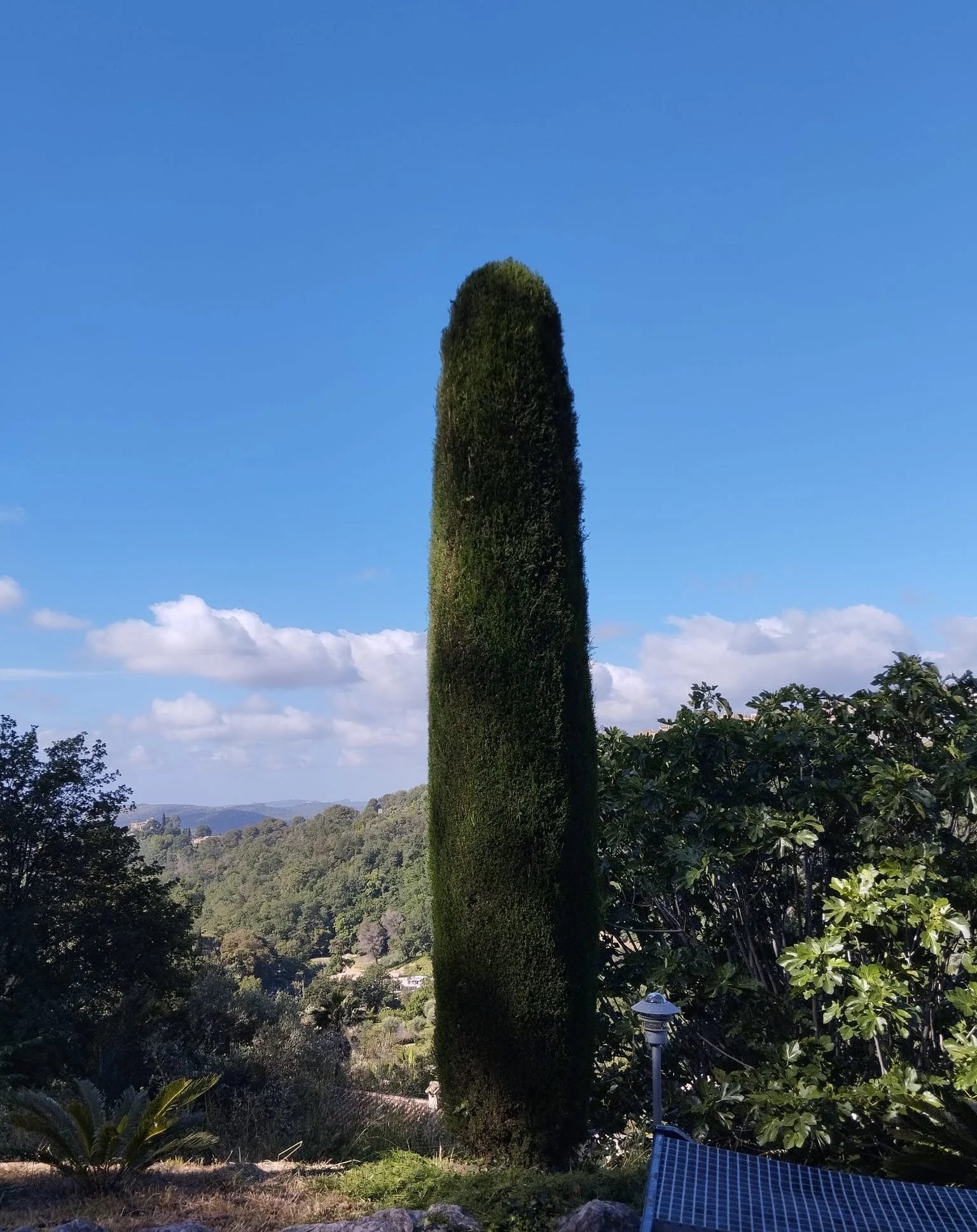 Cyprès après taille