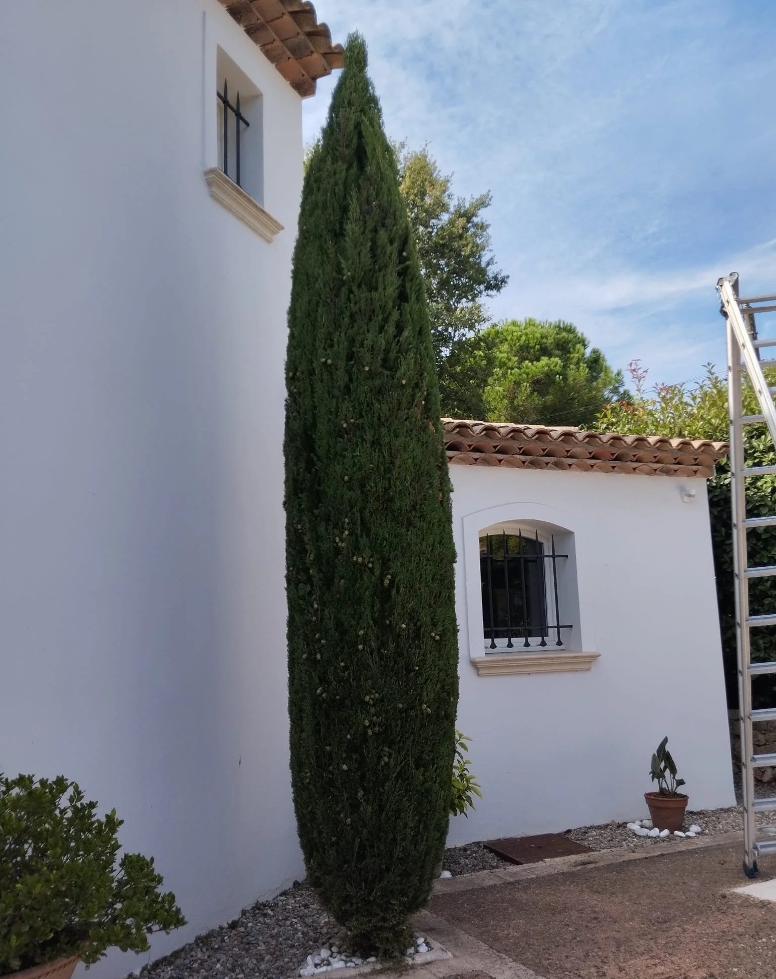 Cyprès taillés en villa