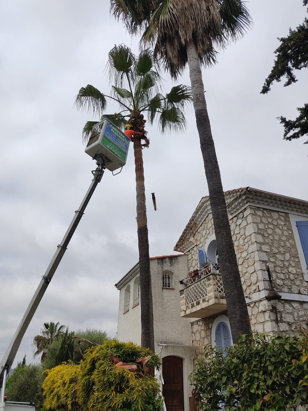 Élagage de palmier en nacelle
