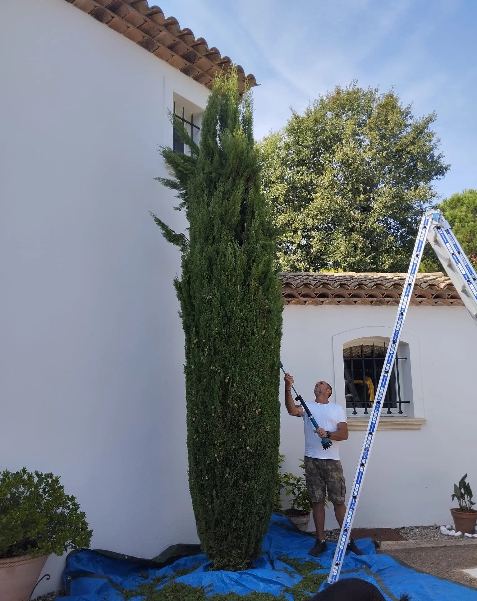 Taille de cyprès en cours