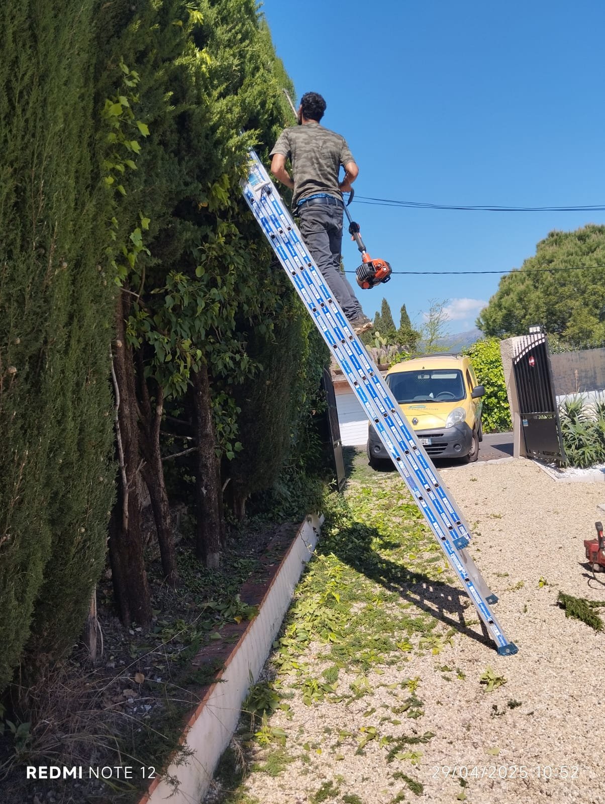 Taille de haies en action